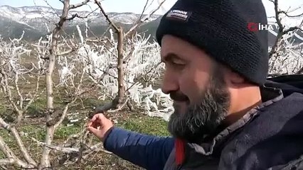 Yüzlerce ağacı ''aşırı soğuklardan korumak için'' bilerek dondurdular!