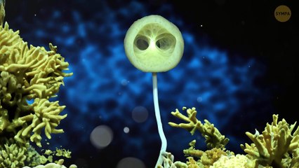 Les Choses Les Plus Bizarres Jamais Retrouvées Sous L'Eau