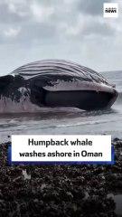 Humpback whale washes ashore in Oman