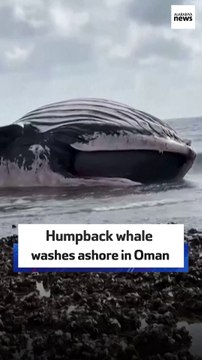 Humpback whale washes ashore in Oman