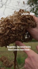 Quand et comment bien tailler ses hortensias ?