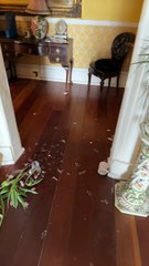 Aftermath of comical Valentine's Day disaster caught on camera