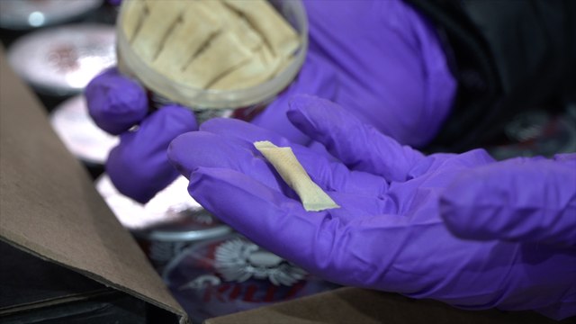 Kent Trading Standards stop 66,000 nicotine pouches from hitting the UK's Market