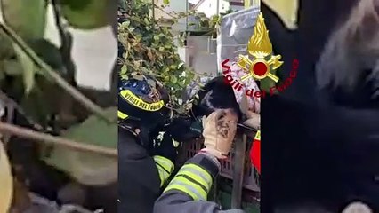 Padova, cagnolina infilzata nel cancello liberata dai vigili del fuoco