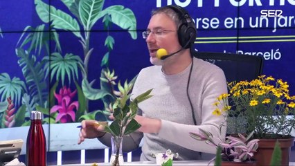 💐 ¿Qué son las plantas de temporada y por qué hay que tenerlas en el jardín?