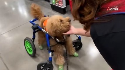 En entrant dans un magasin de bricolage, ce chien handicapé a un comportement incompréhensible (vidéo)