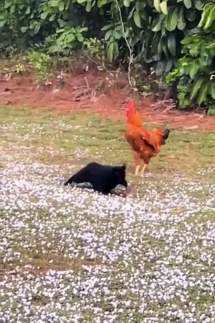 ⁣Cute animals❤️ #animals #shorts #pets