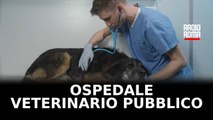Roma avrà il primo ospedale veterinario pubblico