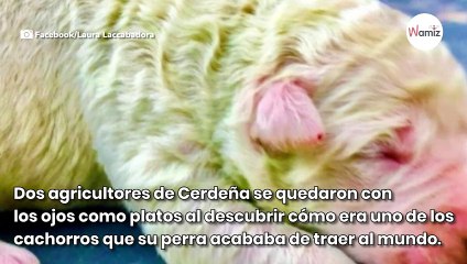 Este labrador nació de un color imposible y su historia dejó a todos sin palabras