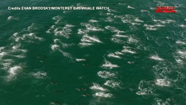 California, oltre 2mila delfini vicino alla costa: le immagini dall'alto