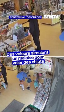 États-Unis: deux hommes simulent un malaise pour voler deux chiots dans une animalerie