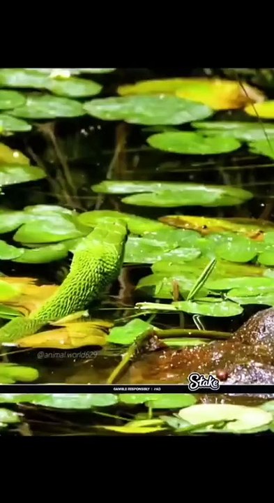 Green Mamba Snake