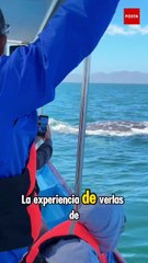¿Ballenas grises impulsan turismo en pueblo pesquero de Baja California Sur?