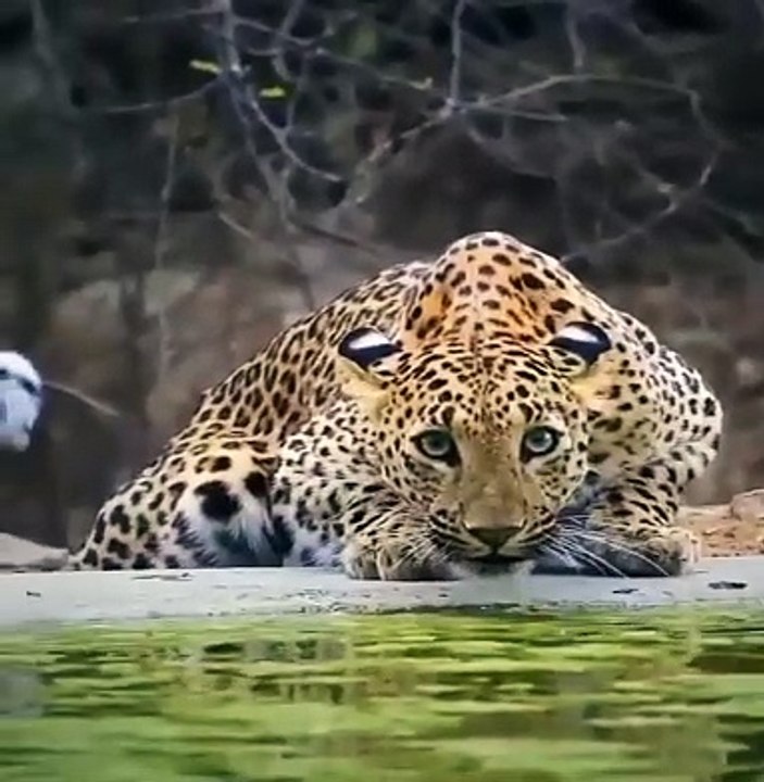 leopard in the wild.