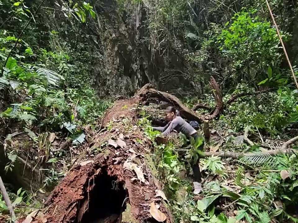 Solo Overnight Camping at the Foot of a Dead Tree | Wilderness Survival Shelter #camping #survival