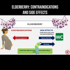 Elderberry: contraindications and side effects