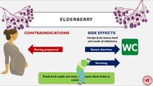 Elderberry: contraindications and side effects