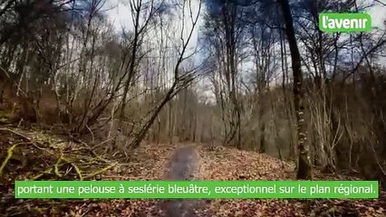 Le Gros Cron de Lahage : un trésor géologique au cœur de la Gaume