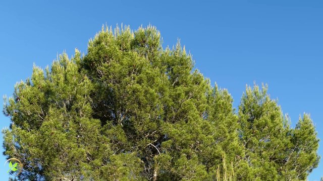 Episodio 003 - 21 minutos... 🌲 Aire Puro entre Pinos: Sonido Relajante del Viento en el Bosque para Meditar, Dormir y Concentrarse 🍃 | Déjate envolver por la brisa entre los árboles, el susurro de las hojas y la paz del bosque, un paisaje sonoro ideal.