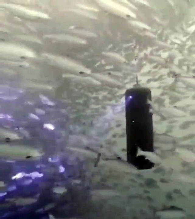 Un laser supprime les parasites sur les saumons