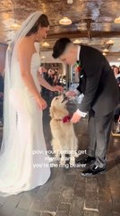 Dog Becomes Ring Bearer