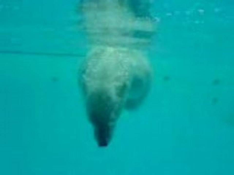 video ours