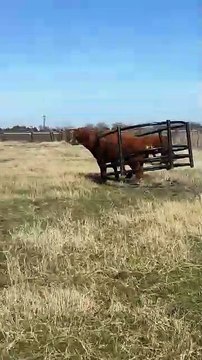 Bull Takes Off Dragging Hay Rings Behind