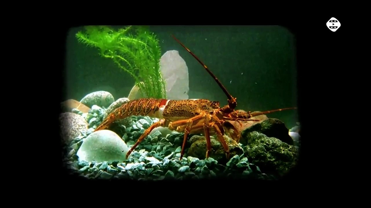 Najlepsze sceny, które nie potrzebowały aktorów