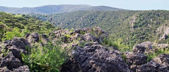 Veni Vidi Vici | movie | 2024 | Official Trailer