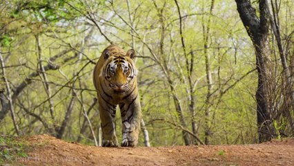 Wildlife_of_Asia_4K_...34_06._5