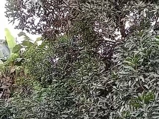 Primata Ekor Panjang  Masuk ke Perkebunan Warga