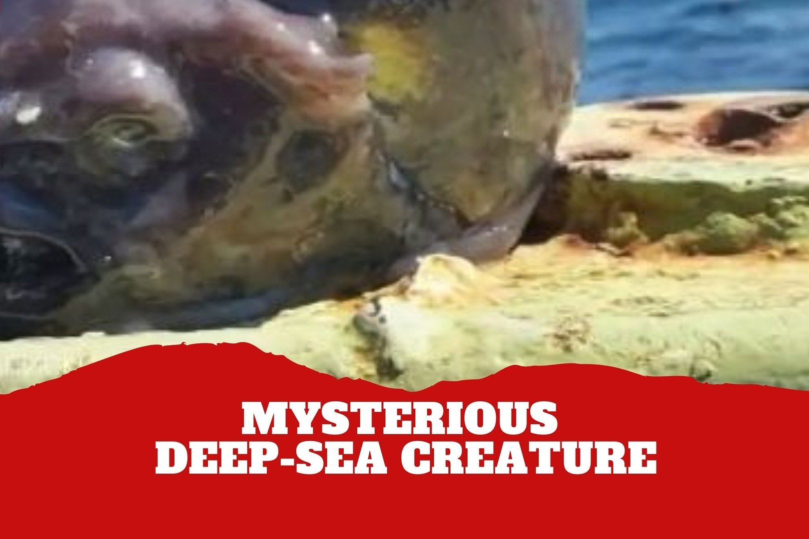 Alien or deep-sea nightmare? Fisherman?s latest catch has the internet freaking out