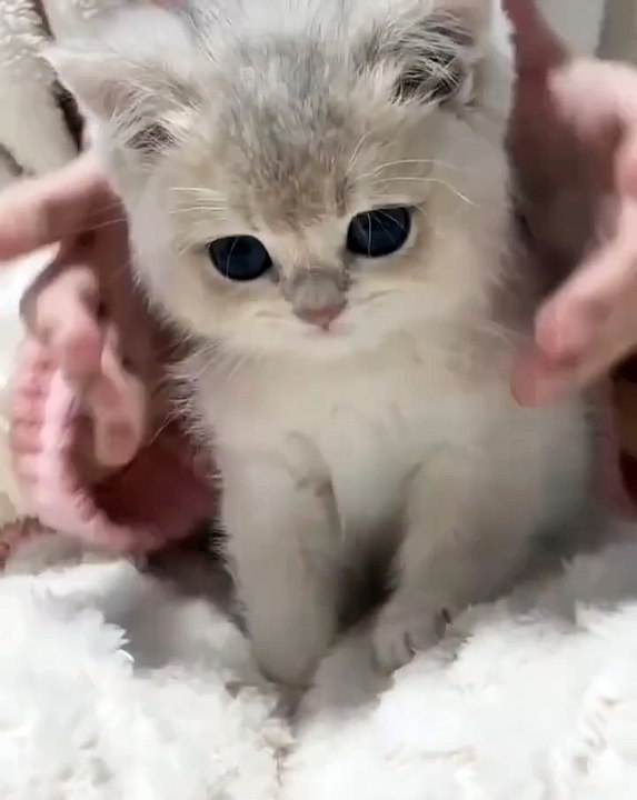 🌟 Welcome to the purr-fect paradise for all cat lovers! 🐾 In this heartwa