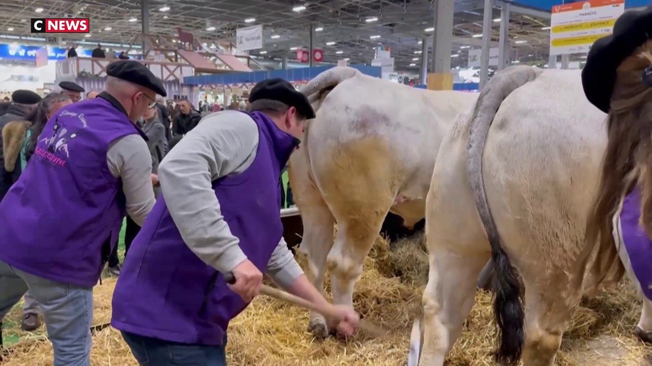 Salon de l'Agriculture : père et fille primés au concours général de bœufs gascons