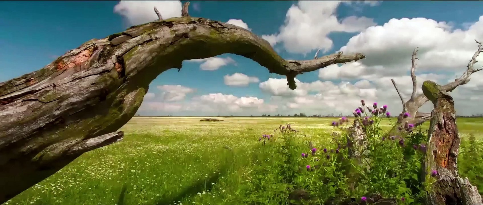 Die neue Wildnis | movie | 2013 | Official Trailer