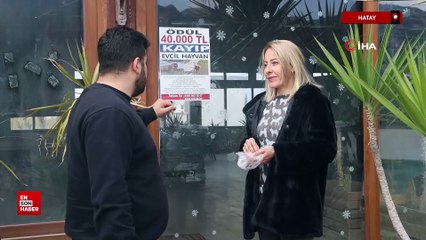 Hatay'da aradığı İngiliz Cocker cinsi köpeğini getirene 40 bin TL ödül verecek