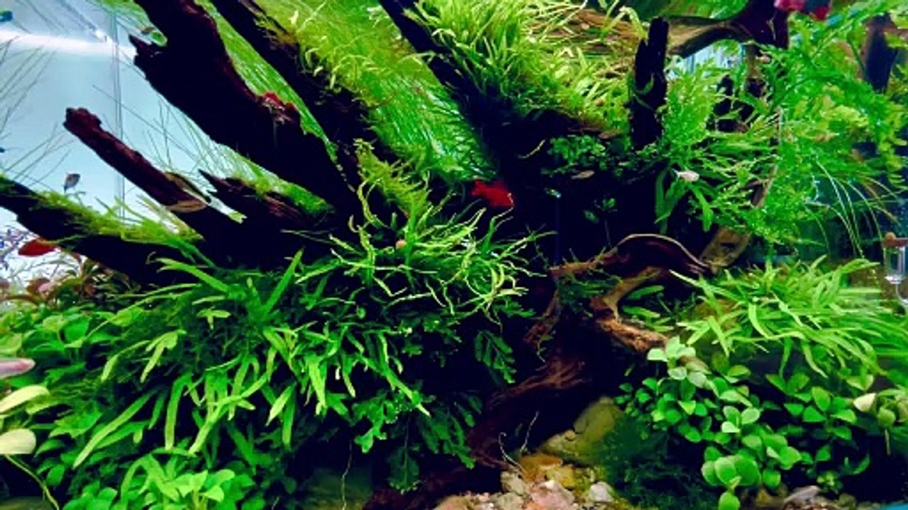 Aquarium