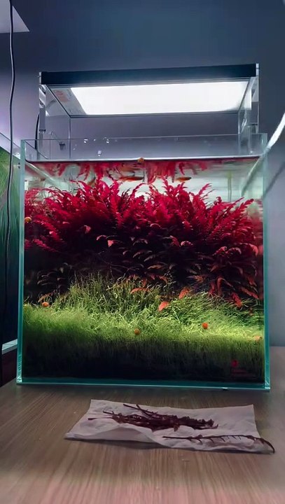Aquarium