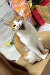 Cute cat😼 funny animals  #shorts #cat #funnyanimals