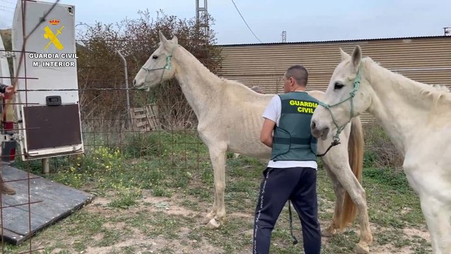 La Guardia Civil rescata a 195 animales maltratados en la provincia de Málaga: investigan a 42 personas