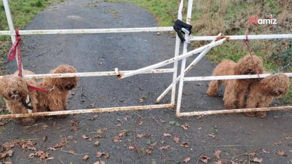 En pleine sortie à vélo, il s'arrête net devant une barrière : quatre paires d'yeux le supplient d'agir
