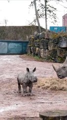 Nova, uma rinoceronte-branca bebé, estreia-se em zoo belga