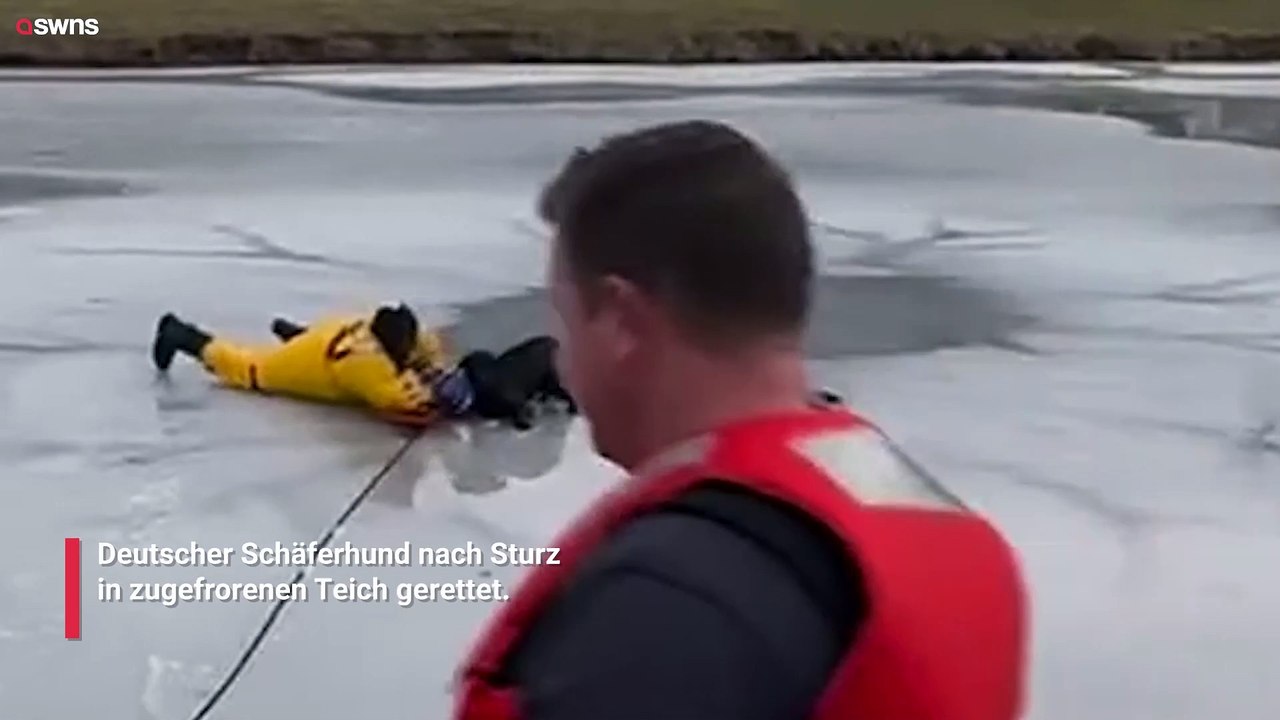 Deutscher schäferhund nach sturz in zugefrorenen teich gerettet