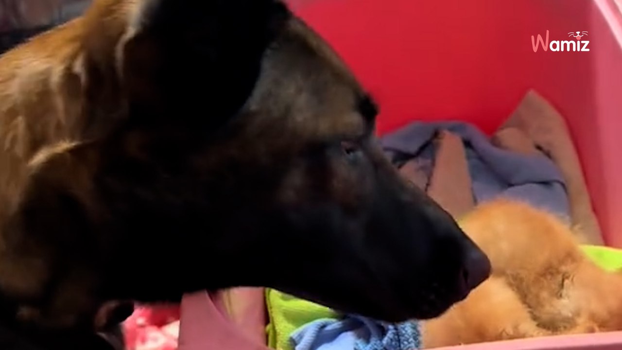 Elle recueille 18 chatons en famille d'accueil : son chien change de comportement devant 767K personnes ahuries (vidéo)