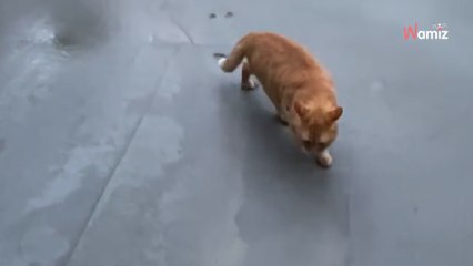 Un couple filme l’avancée des travaux de sa maison : le chat fait irruption et rien ne se passe comme prévu