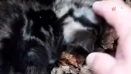 Il pense qu'un chaton est mort dans son tas de bois : en s'approchant, il comprend qu'il reste un espoir (vidéo)
