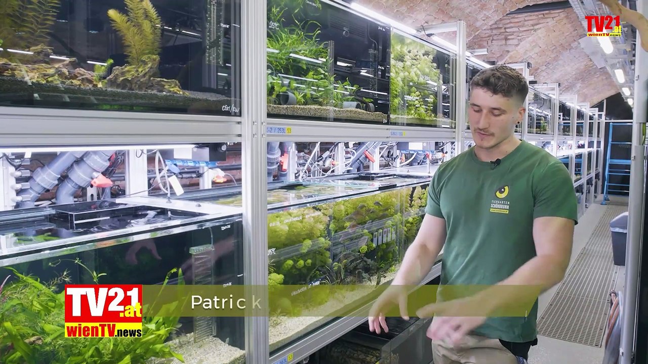 Fisch-Umzug XXL – Tiergarten Schönbrunn