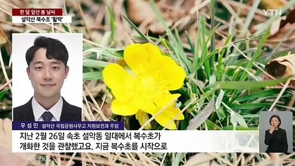 [날씨] "벌써 봄?" 설악산 복수초 '활짝'...연휴엔 비바람·폭설 / YTN