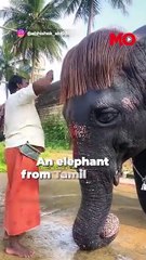 Tamil Nadu’s viral bob-cut elephant is back!
