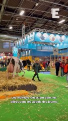 Comment se passe la traite des vaches au Salon de l'agriculture ?